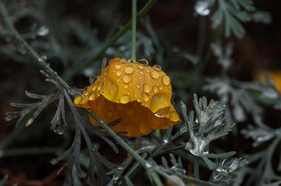 Poppy After the Rain Photograph by Teresa Herlinger
