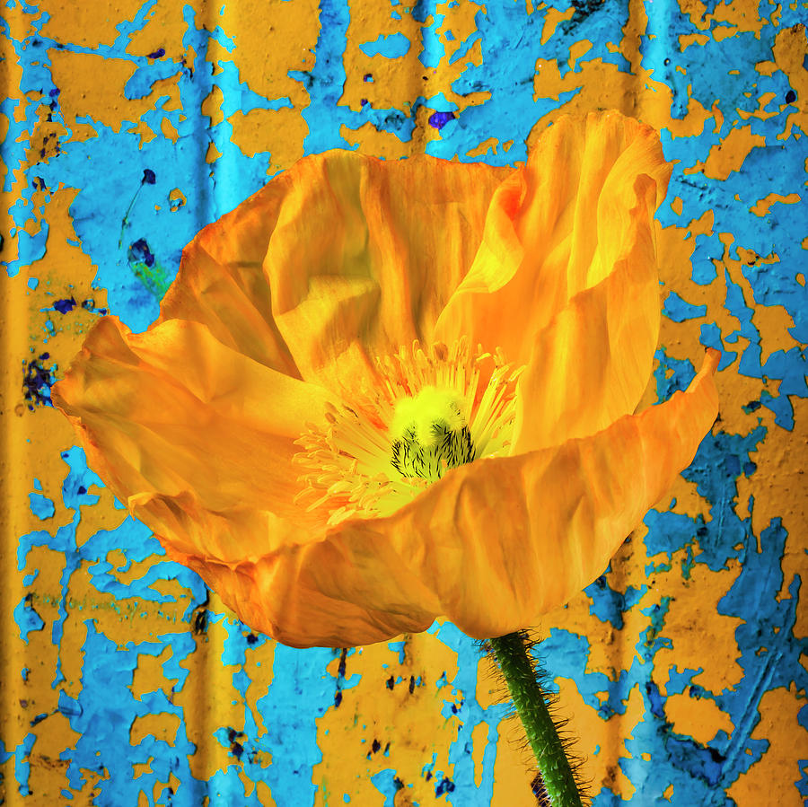 Poppy Against Rusty Wall Photograph by Garry Gay