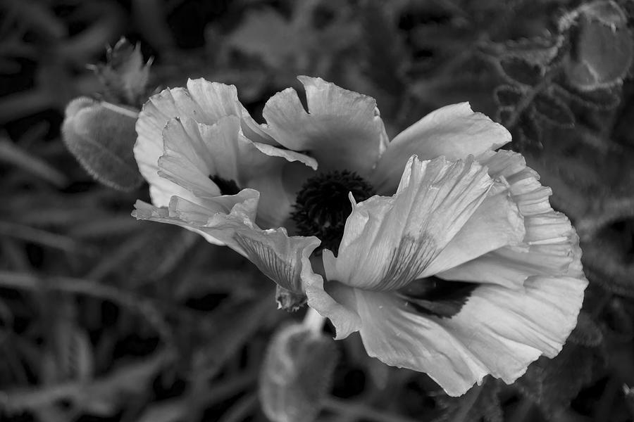 Poppy Photograph By Alexander Rozinov - Fine Art America