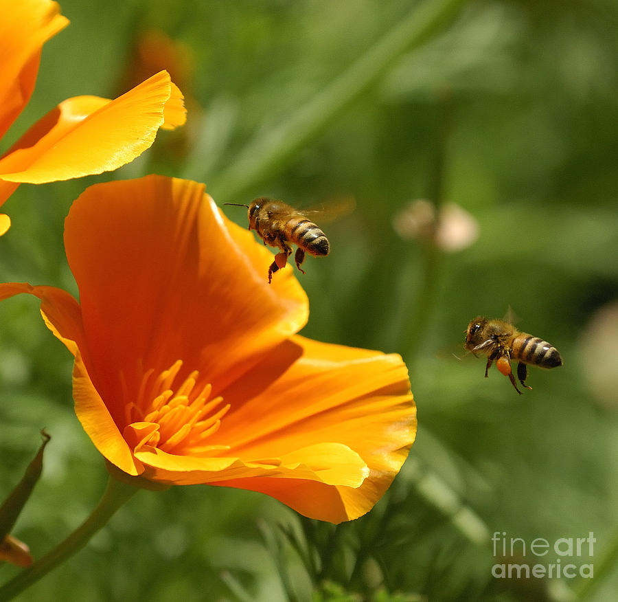 Poppy and Bees Photograph by Marc Bittan