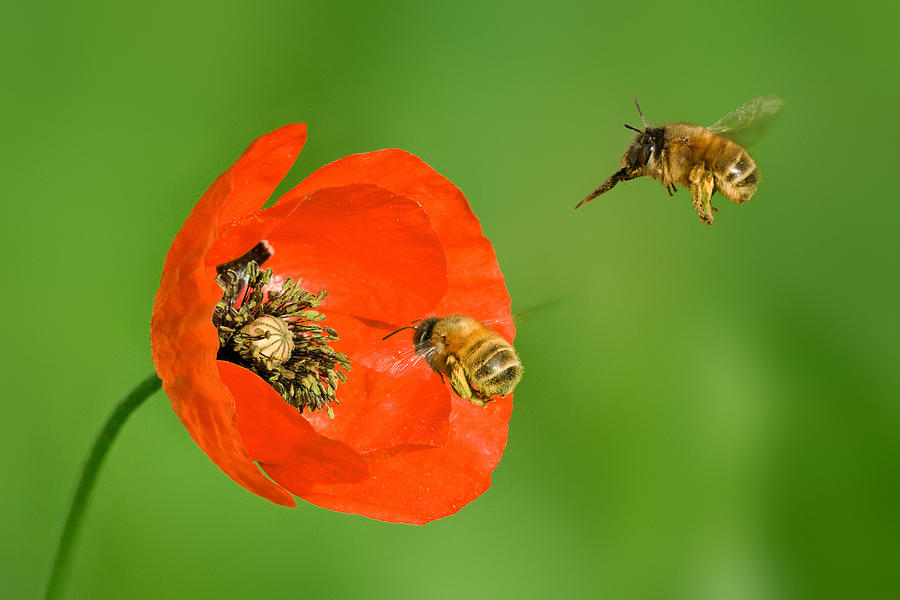 Poppy and Bumblebees Photograph by Yuri Peress