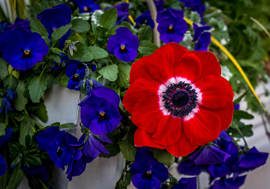 Poppy and Pansies Photograph by Susie Weaver
