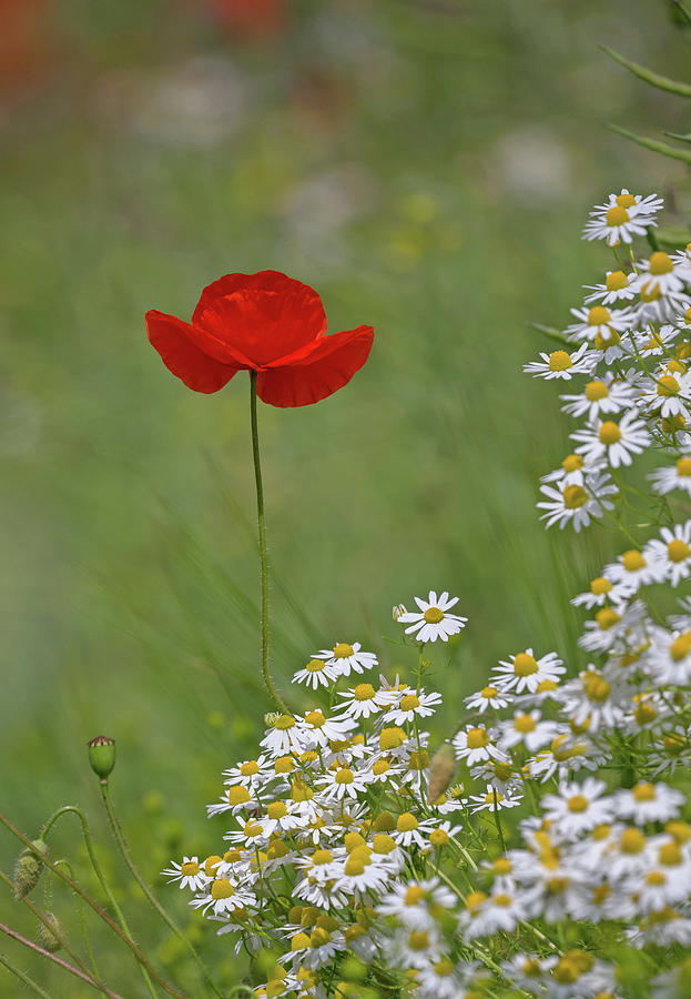 Poppy And The Daisies Photograph by Pete Walkden