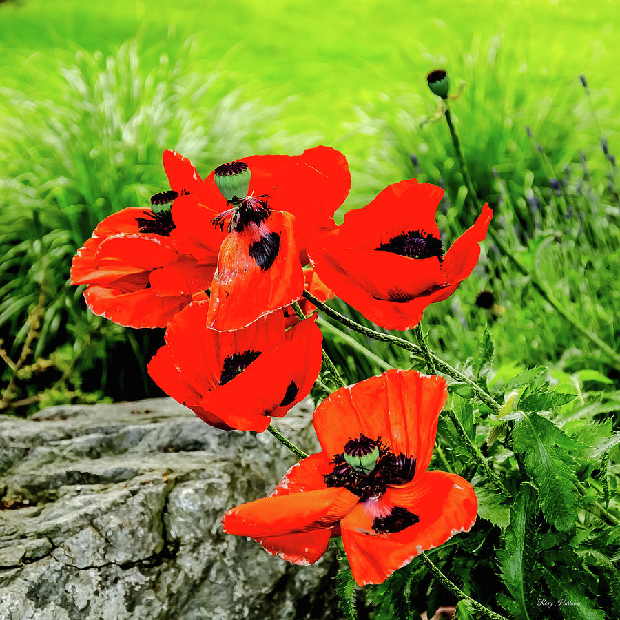 Poppy Art Blooming Photograph by Roxy Hurtubise