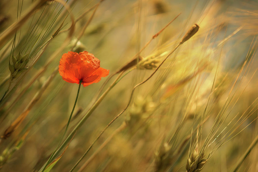 Poppy Art Photograph by Martin Podt - Fine Art America