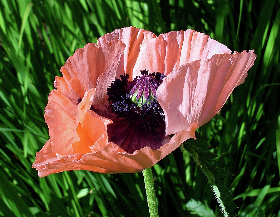 Poppy Beautiful Photograph by Shirley Heyn