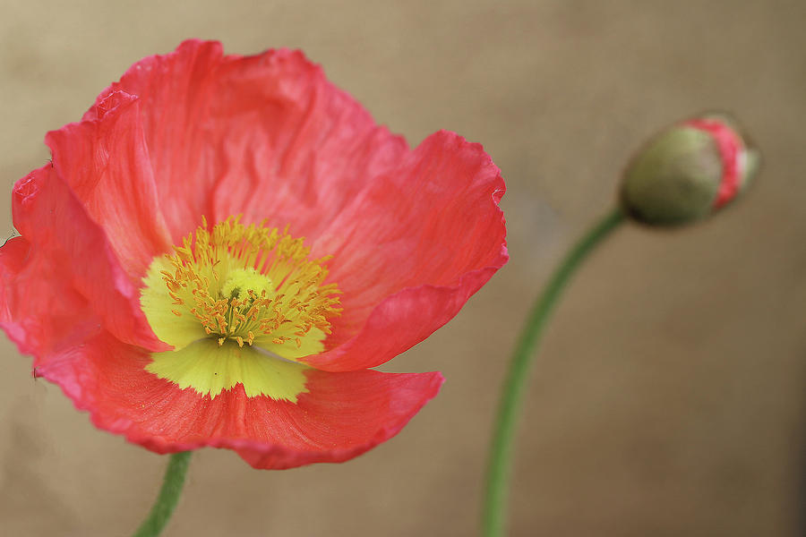 Poppy Bloom and Bud Photograph by Vanessa Thomas