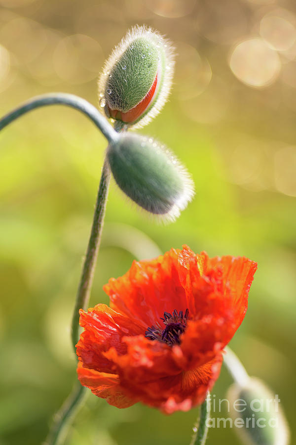 Poppy Blooms Photograph by Ernesto Ruiz