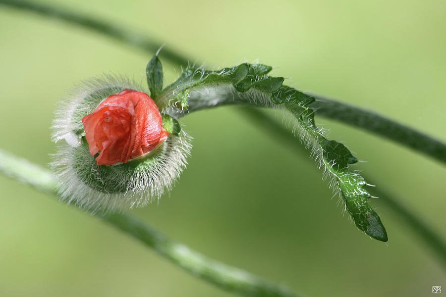 Poppy Bud Photograph by John Meader