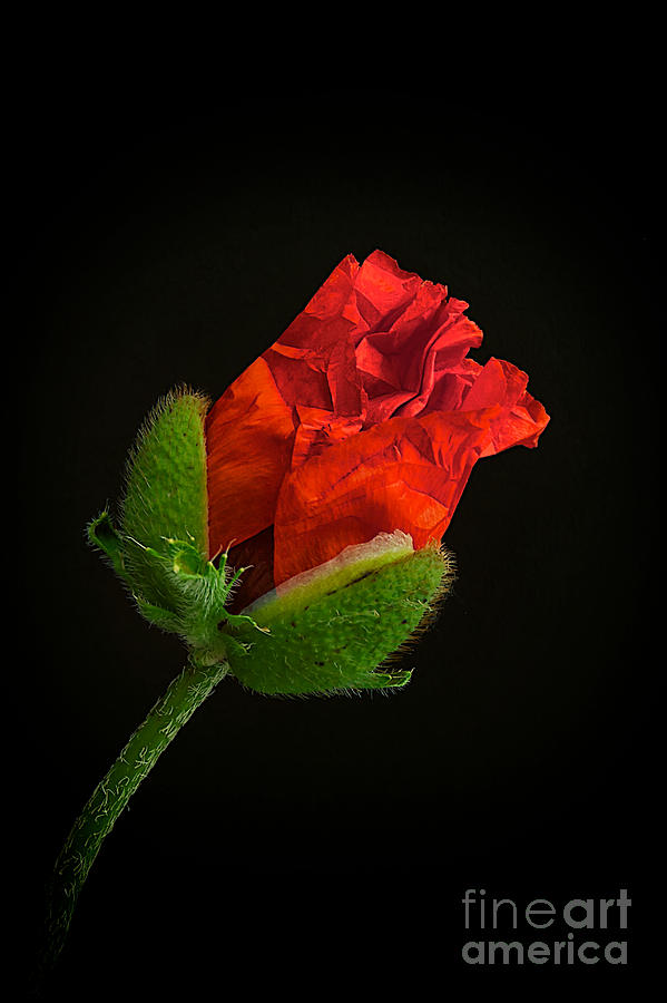 Poppy Photograph - Poppy Bud by Toni Chanelle Paisley