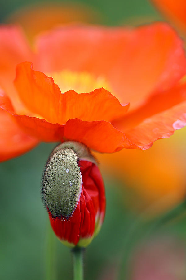 Poppy Photograph - Poppy Bud Under Bloom by Vanessa Thomas
