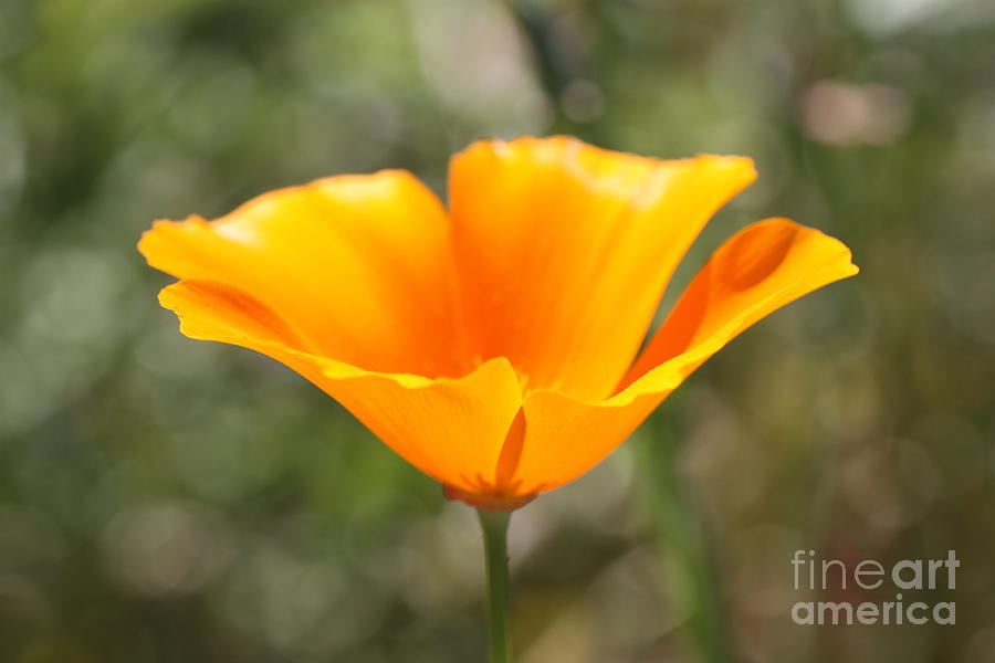 Poppy Flower Photograph by Cathy Dee Janes
