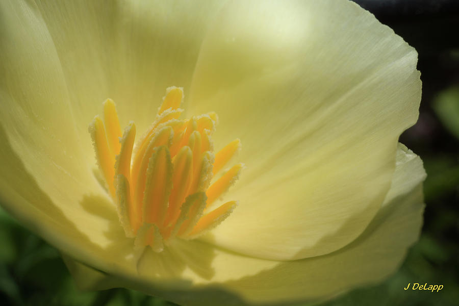 Poppy Closeup Photograph by Janet DeLapp