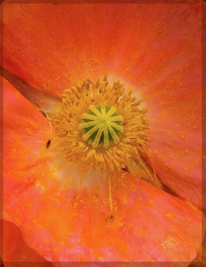 Poppy Closeup Photograph by Jean Noren