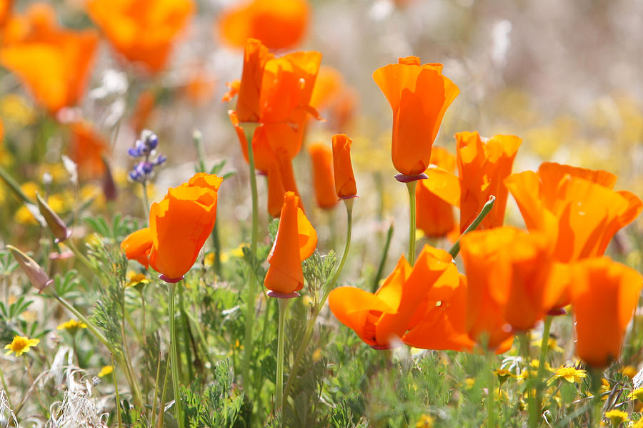 Poppy Days Photograph by Frank Turner - Fine Art America