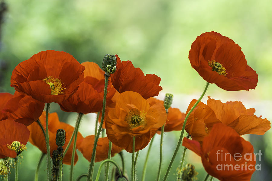 Poppy Display Photograph by Steve Purnell
