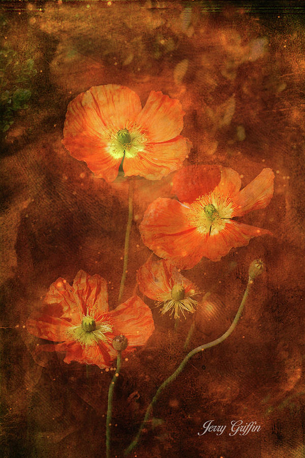 Poppy Dreams Photograph by Jerry Griffin