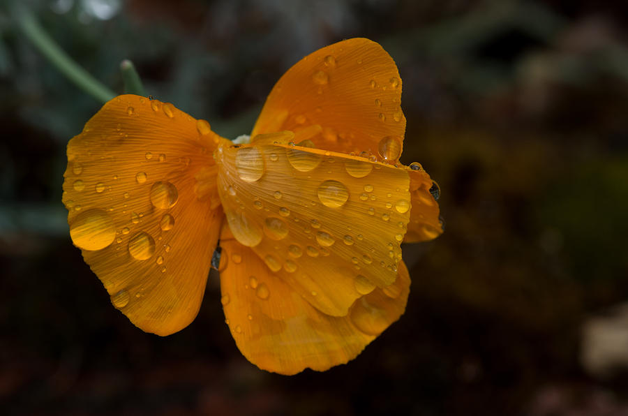 Poppy Droplets Photograph by Teresa Herlinger