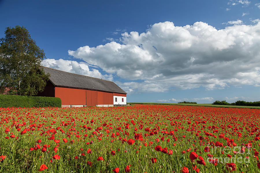 Poppy farm field Photograph by Sophie McAulay