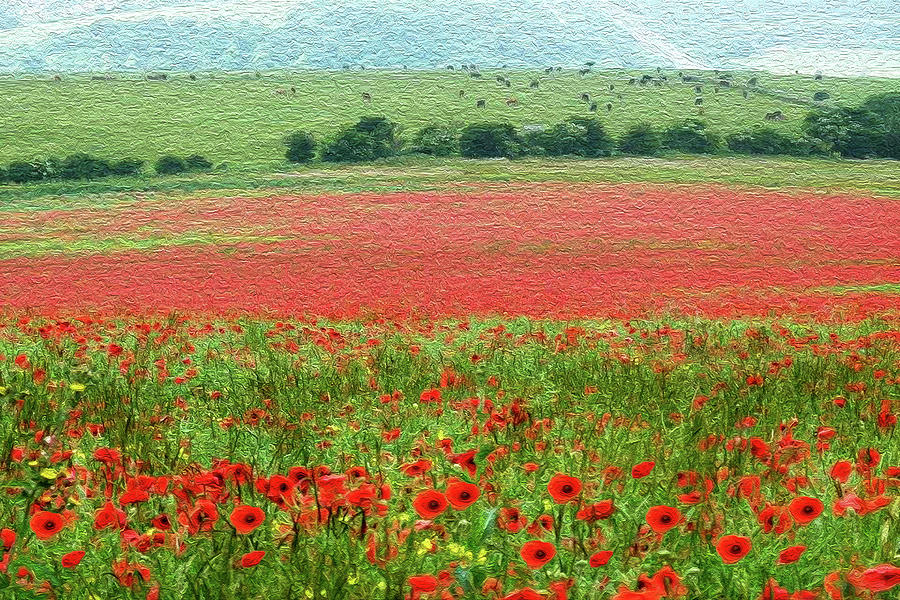 Poppy Field and Cows Photograph by Vanessa Thomas