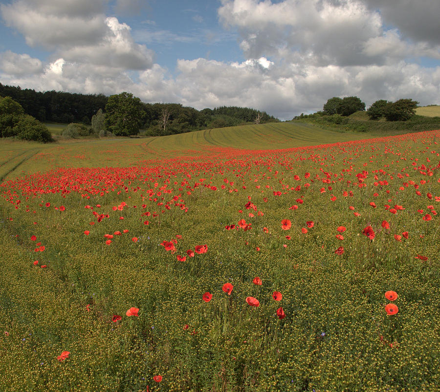 Poppy Field Photograph by Andy Thompson