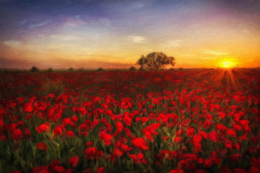 Poppy Painting - Poppy Field At Sundown by Georgiana Romanovna