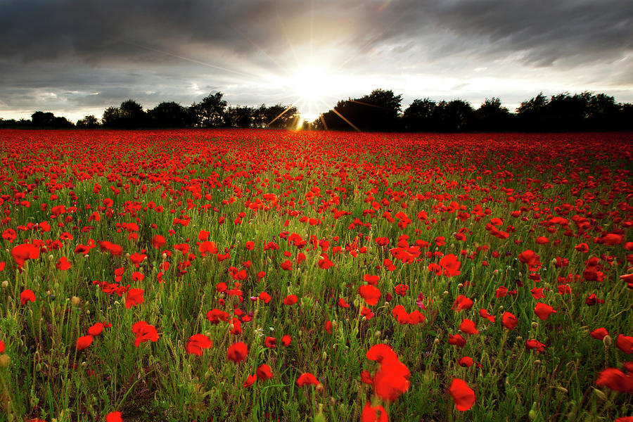 poppy-field-at-sunset-doug-chinnery.jpg