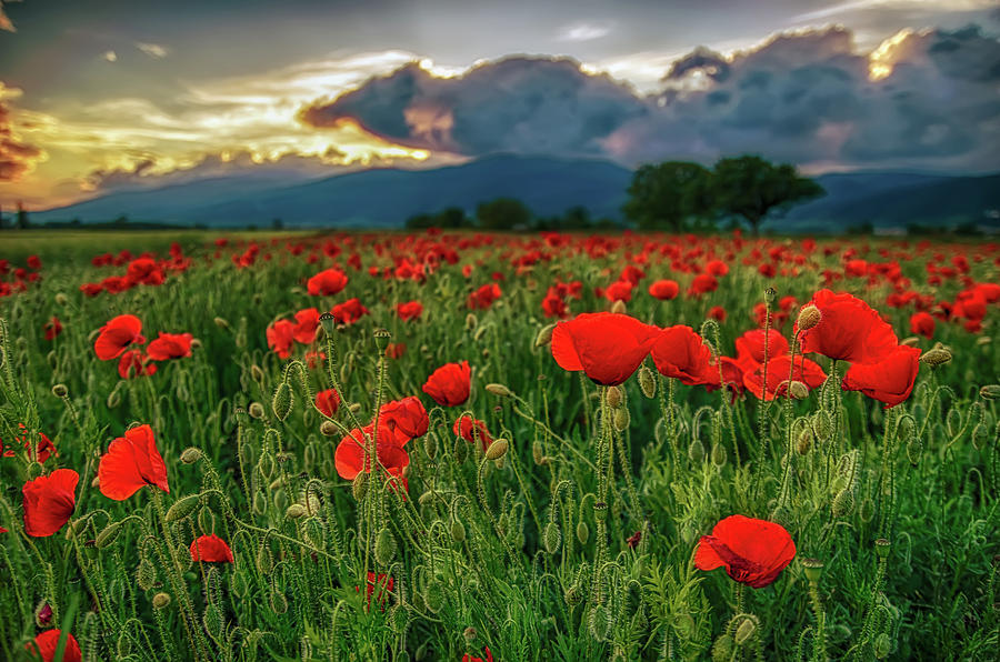 Poppy field at sunset Photograph by Plamen Petkov
