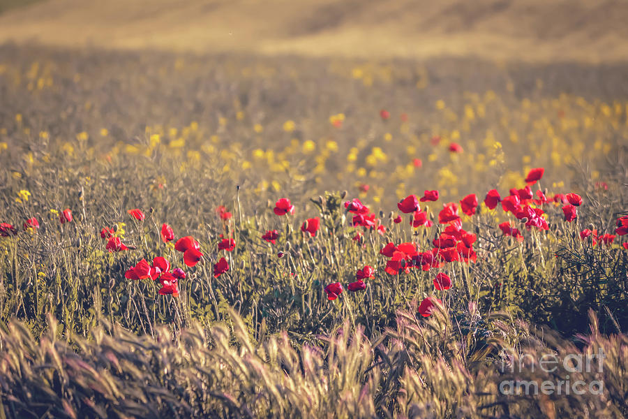 Poppy field Photograph by Claudia M Photography