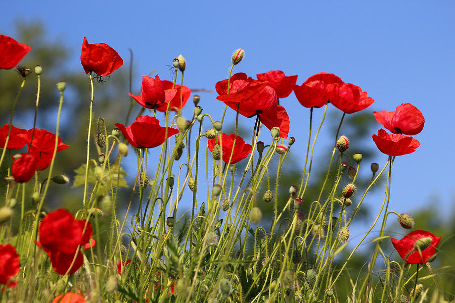 Poppy Field Photograph by Ginka Atanasova - Fine Art America