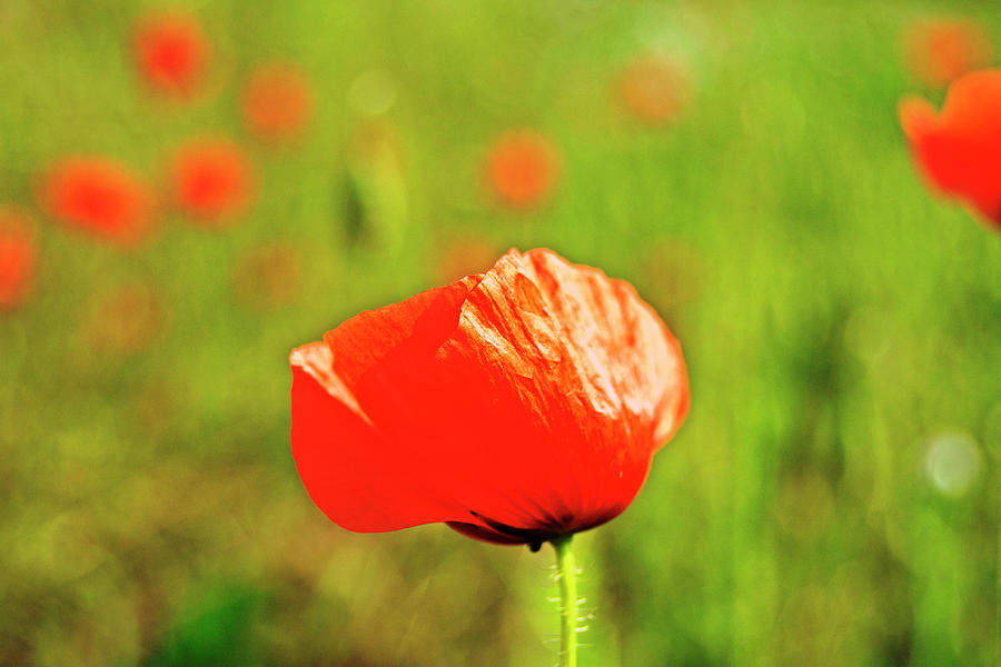 Poppy Field Photograph by Tinto Designs