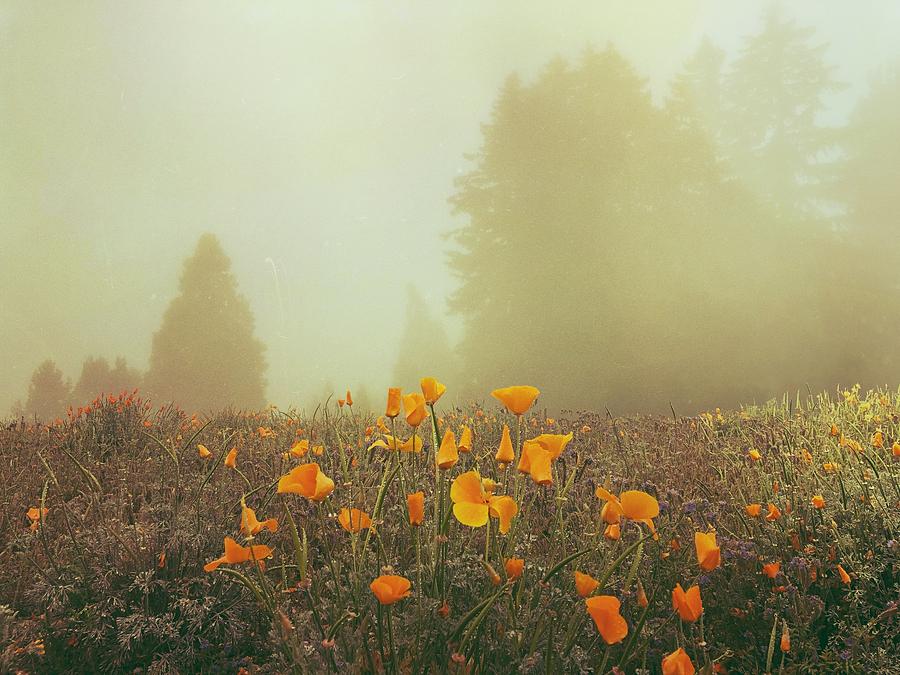 Poppy Field in Mist Digital Art by Kevyn Bashore