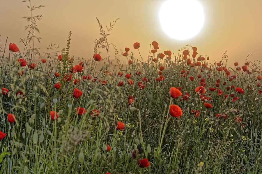 Nature Photograph - Poppy Field In The Morning by Adrian Bud