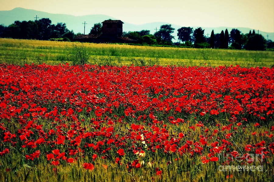Poppy Field in Tuscany Photograph by Lainie Wrightson