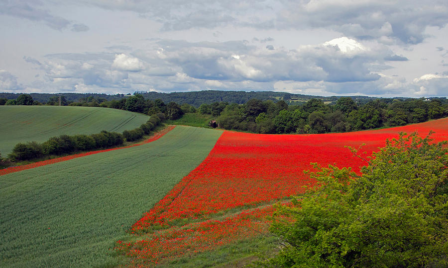 Poppy Field Photograph by Keith Armstrong