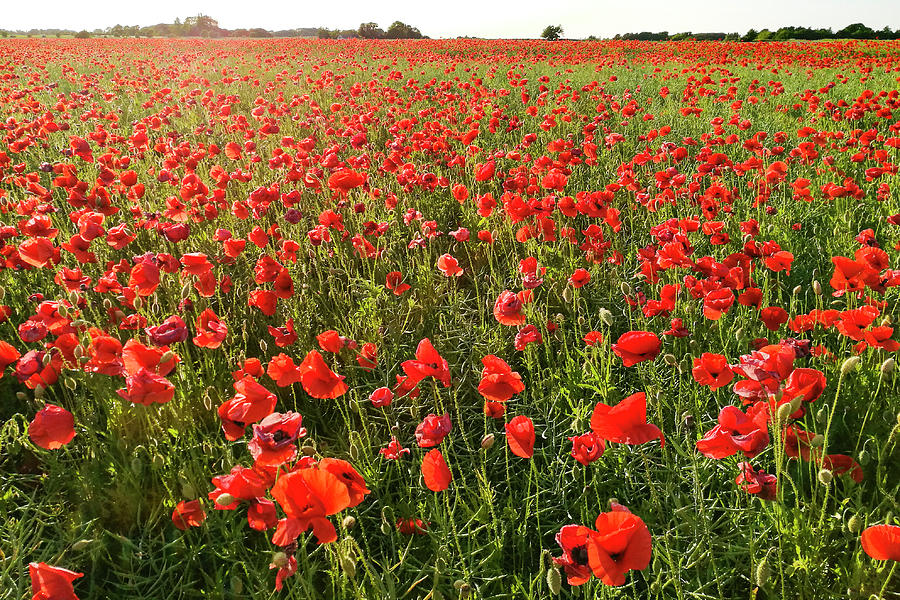 Poppy Field Photograph by Kim Lessel