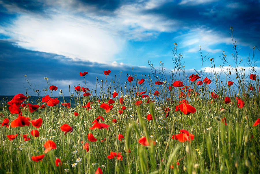 Poppy Field Photograph by Manol Manolov - Fine Art America