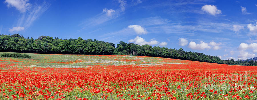 Poppy field panoramic view Photograph by Warren Photographic