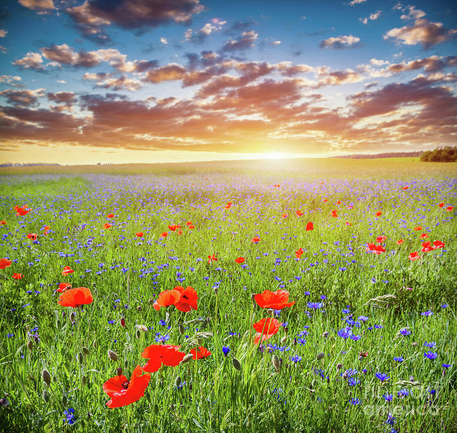 Poppy field, summer countryside landscape at sunset. Romantic sky. Photograph by Michal Bednarek