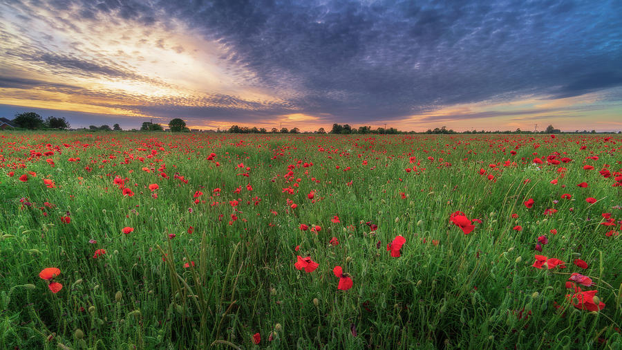 Poppy field sunset Photograph by James Billings