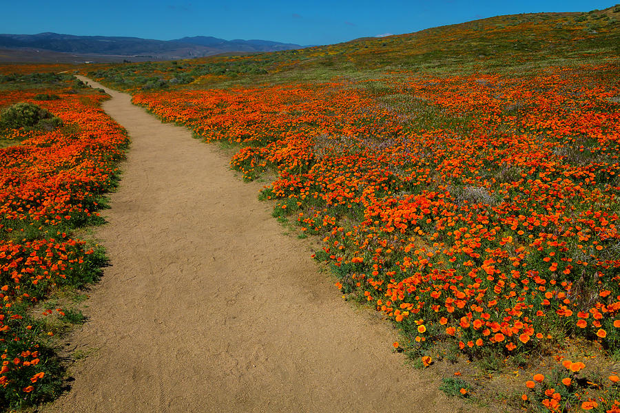 Poppy Field Trail Photograph by Garry Gay