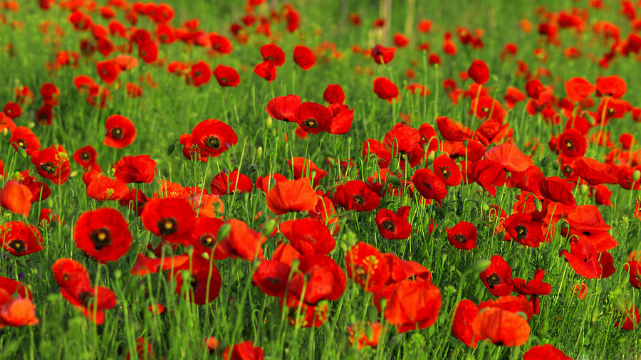 Poppy Field Photograph by VRL Arts - Fine Art America