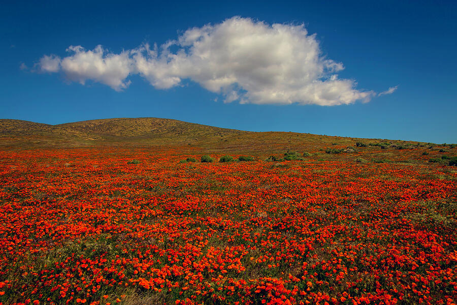 Poppy Field With Clouds Photograph by Garry Gay