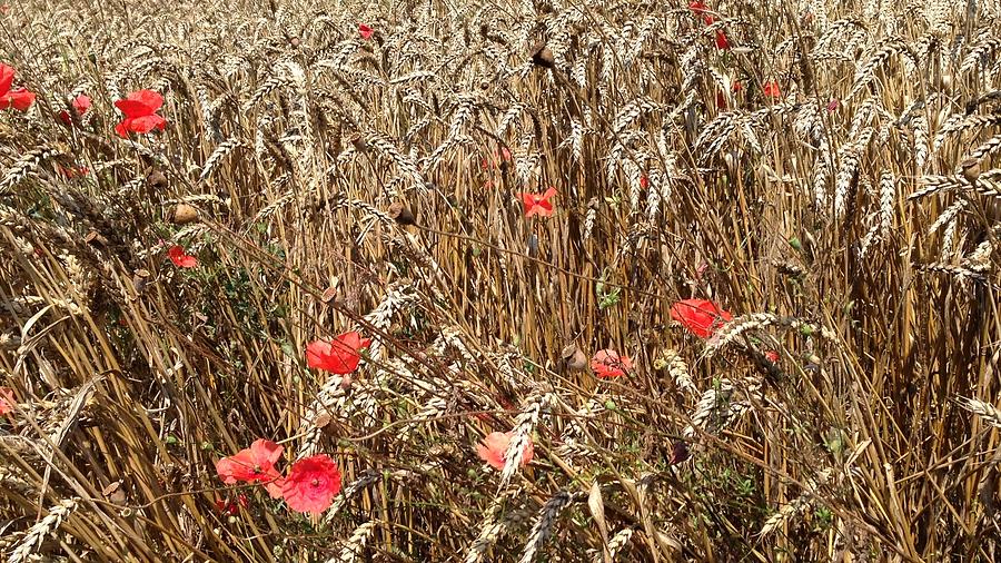 Poppy Fields Photograph by Dragica Lukovic