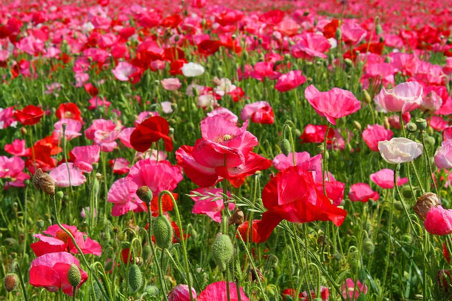 Poppy Fields Photograph by Kathryn Meyer | Fine Art America