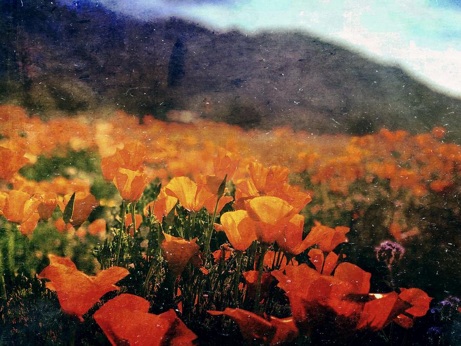 Poppy Fields Digital Art by Kevyn Bashore