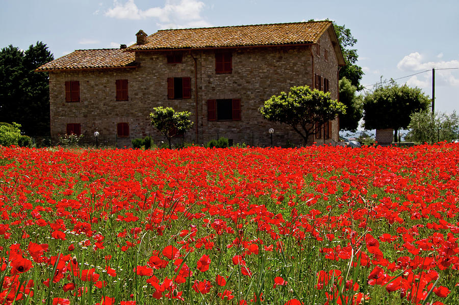 Poppy Fields Photograph by Roger Mullenhour