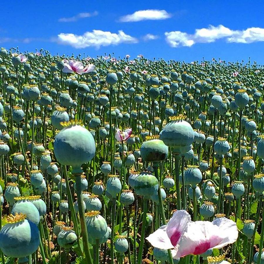 Poppy Photograph - Poppy Fields Table Cape Tasmania by Paul Dal Sasso