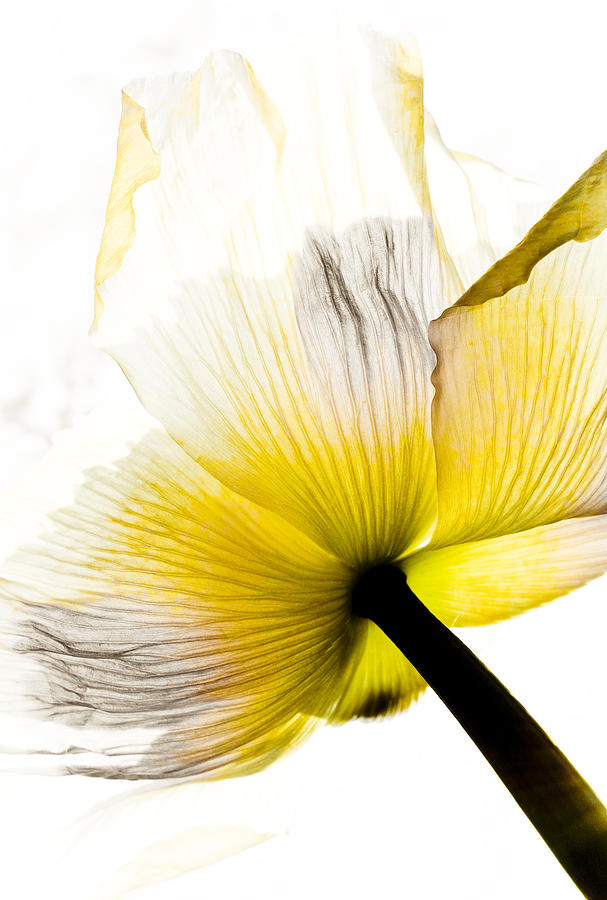 Poppy Mixed Media - Poppy Flower Art by Frank Tschakert