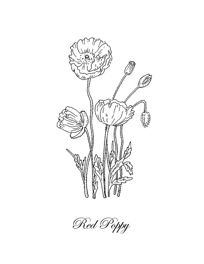 Poppy Flower Botanical Drawing Black And White Drawing
